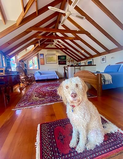 Dog friendly accomodation