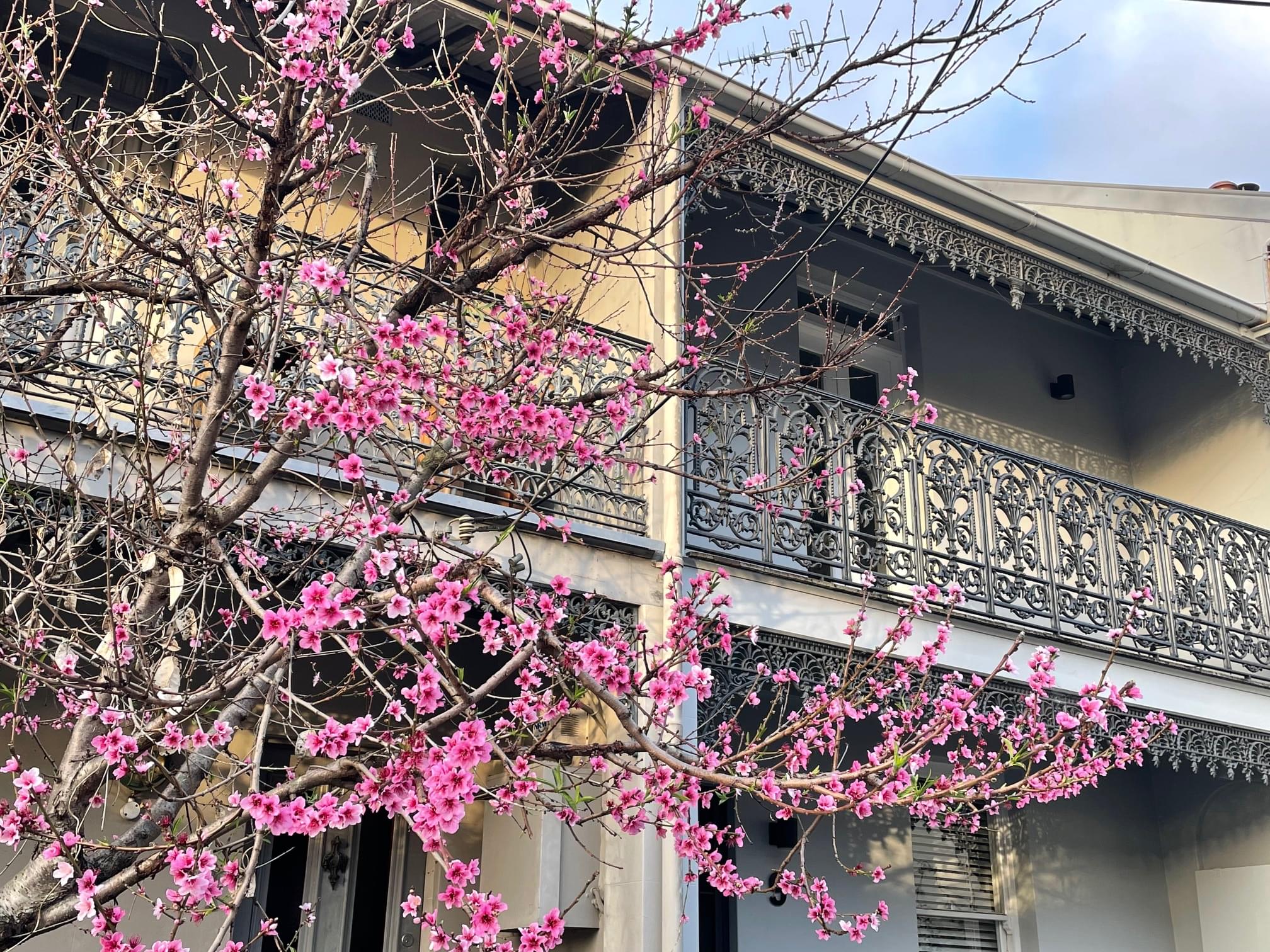 Darling Street Terrace