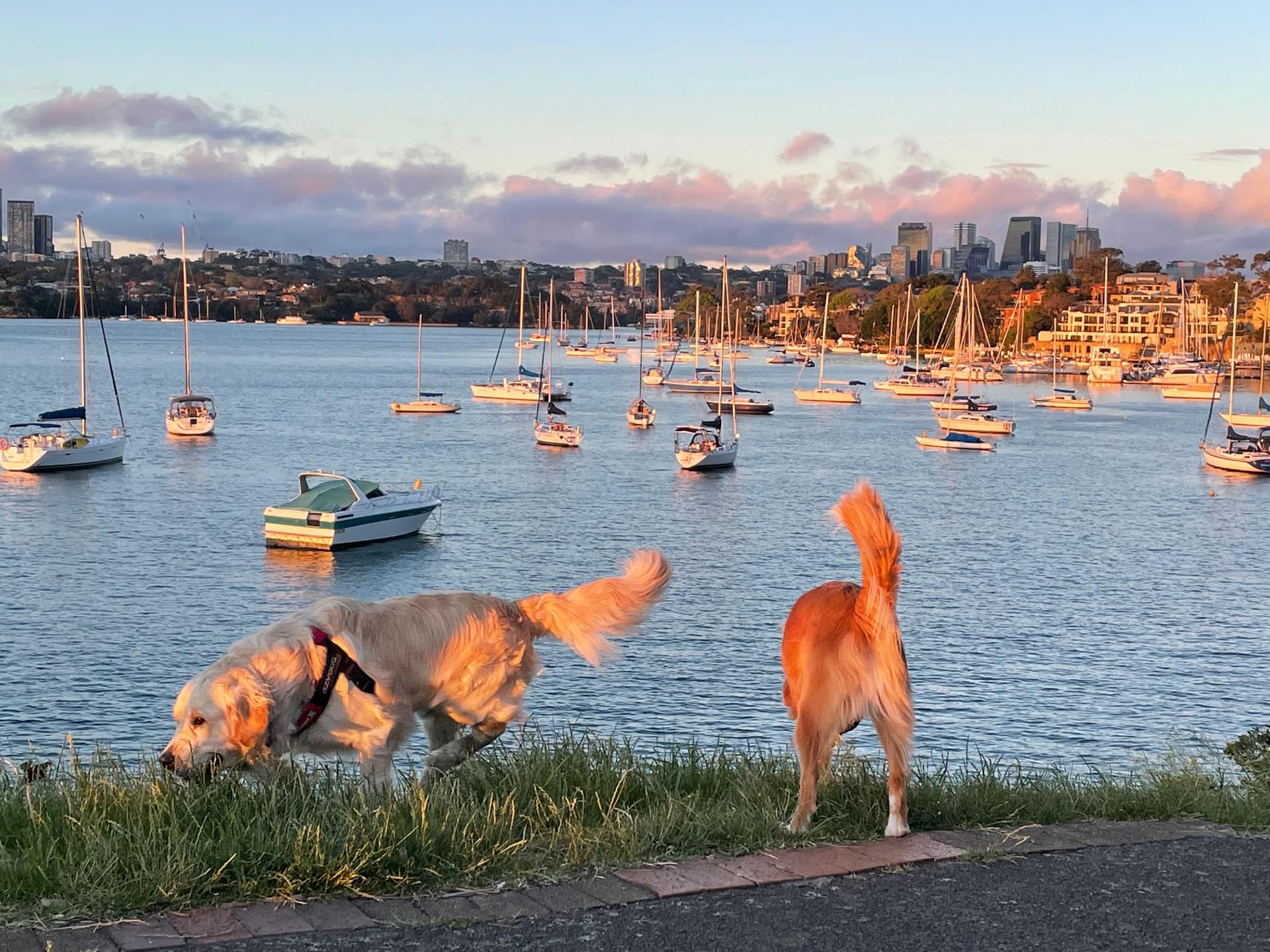 Park Elkington Dog