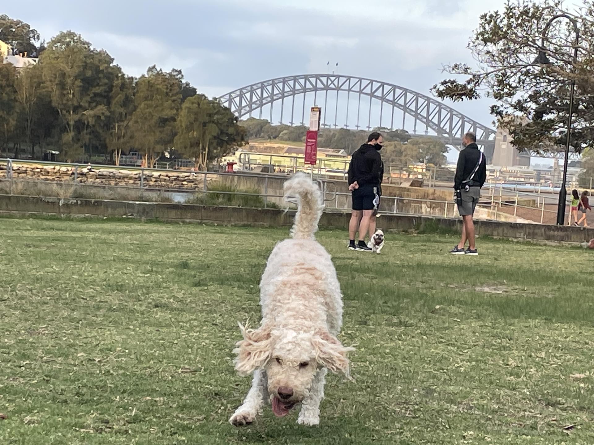 Park Mort Bay Dog
