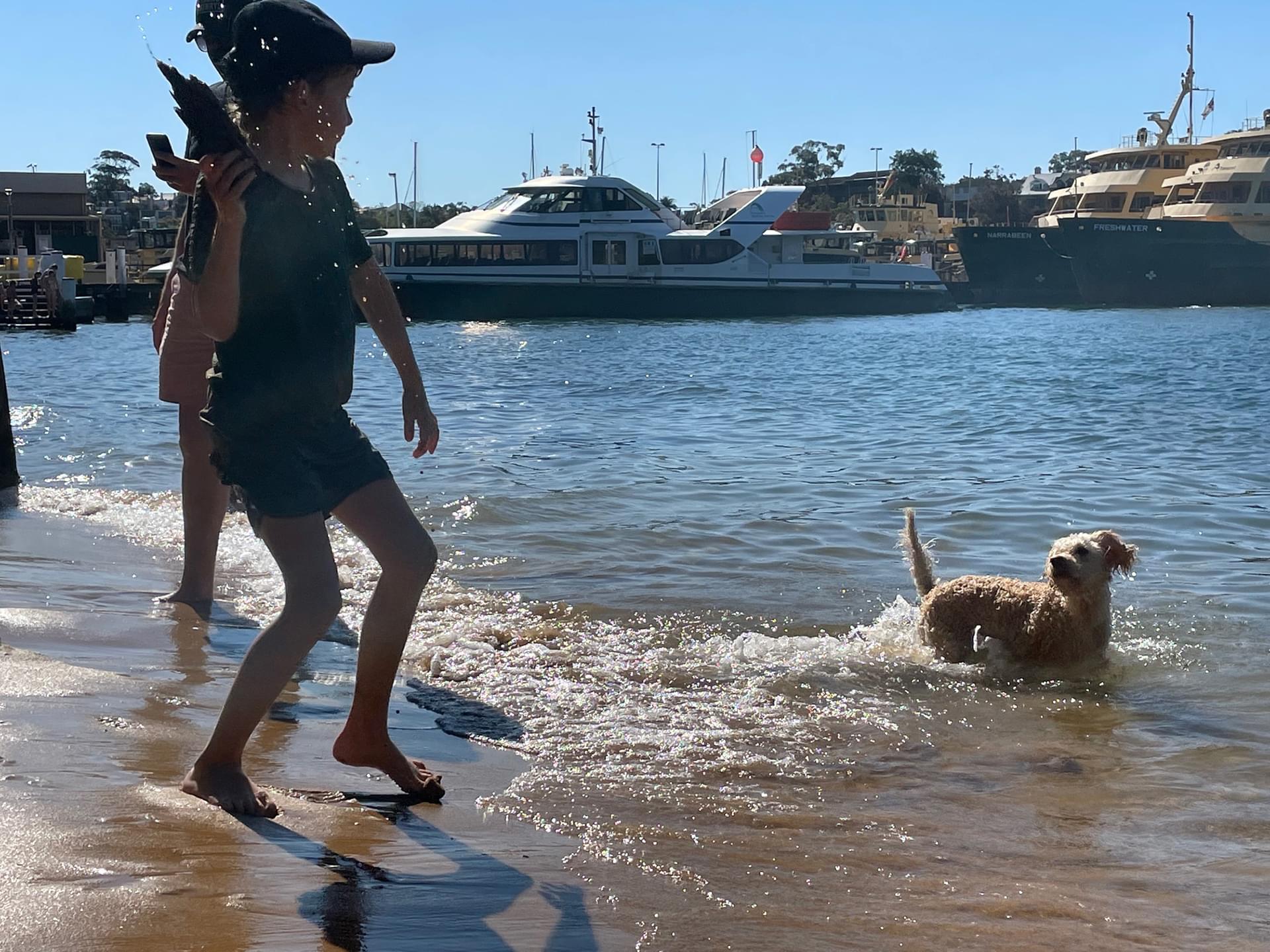 Sydney Harbour Dog